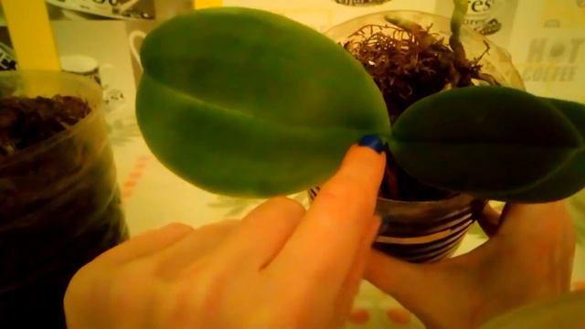 Пенёк орхидеи Дикий Кот ( три детки и три истории) смотреть онлайн