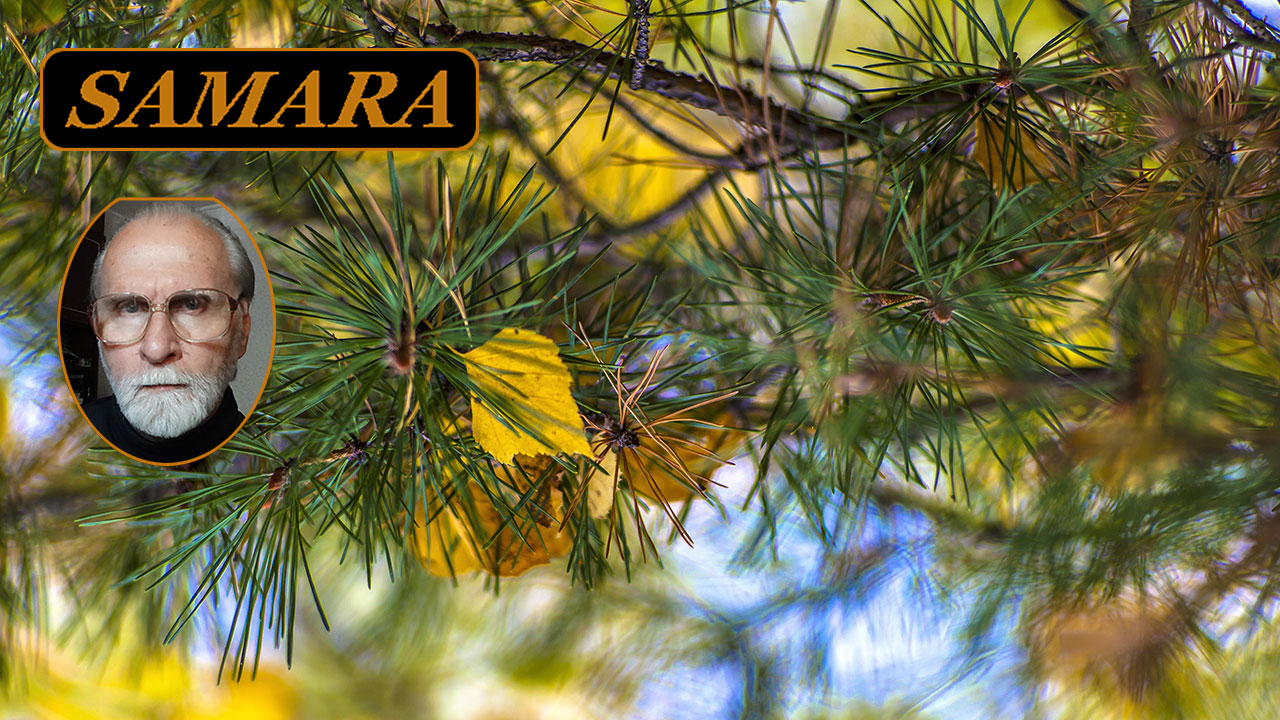 Самара. Ботанический сад. Ноябрь. Samara. The Botanical Garden. The November. смотреть онлайн