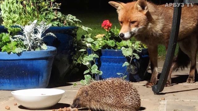 Девушка кормила лис и увидела рядом ежа. Она думала, что ему конец... смотреть онлайн