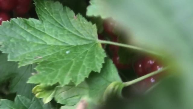 В ТАКОЙ ВОДЕ ЧЕРЕНКИ ДАЮТ КОРНИ ЧЕРЕЗ 8 ЧАСОВ, ДАЧНИКИ В ШОКЕ!!! смотреть онлайн