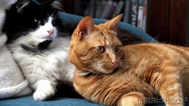 Кошки-герои!! Давайте вспомним про них! смотреть онлайн