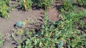 ВЫРАЩИВАНИЕ АРБУЗА ИЗ КОСТОЧКИ / КАК ВЫРАСТИТЬ АРБУЗ ИЗ СОБСТВЕННОГО СЕМЕЧКА - ФИНАЛ