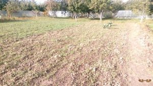 Перекапывать сидераты или нет - мы для себя давно нашли ответ