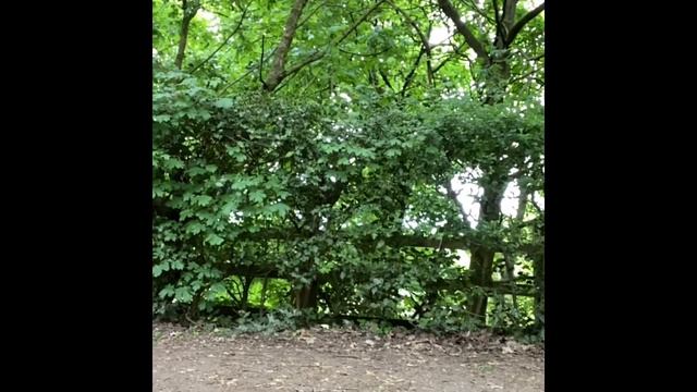 Marin bobcat trail 3 2017 смотреть онлайн