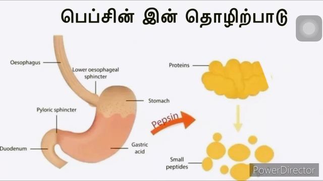 உணவுக்கால்வாயில் நொதியத்தொழிற்பாடு | Functions of Enzyme in GIT | U.M. Luthfi BSc (Hons) in Physio смотреть онлайн