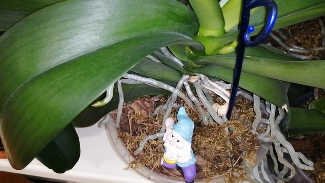 Орхидея не паразит! смотреть онлайн