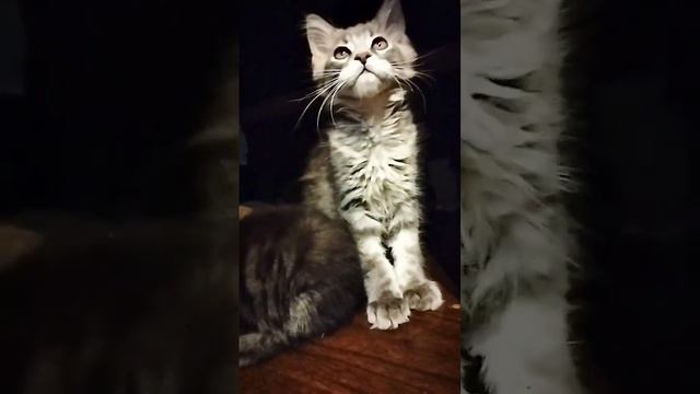 Котик мейн-кун 2,5 месяца 🤗 смотреть онлайн