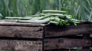 Лук пошел в стрелку. Как избежать этого явления и что делать, если стрелкование уже началось.