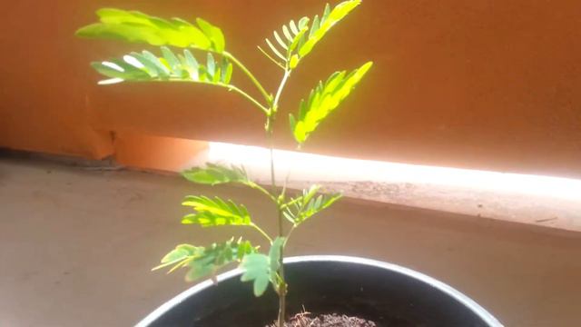Mimosa Hostilis (Jurema) 4 Months Old