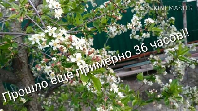 Как солить воблу. Просто#вкусно смотреть онлайн