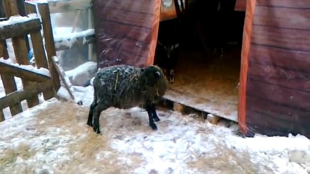 Киев | Зоопарк на Крещатике: страусы, пони и другие смотреть онлайн