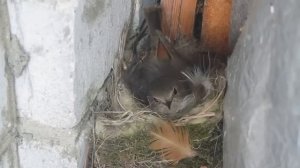 Так Воробьи Откладывают Яйца (Sparrow. Оviposition)