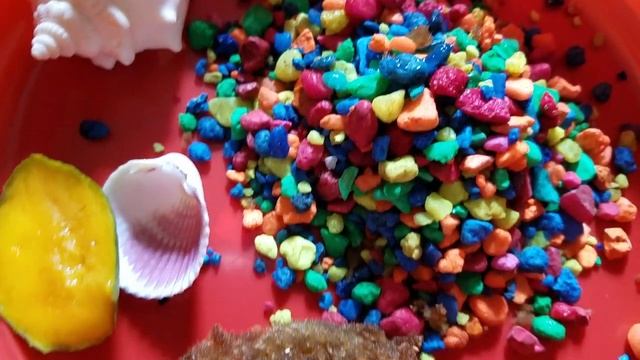 ДОМАШНИЙ КРАБ??? Макс показывает своего необычного домашнего питомца // Hermit Crab