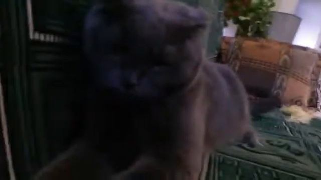 Как одеть на котика шлейку смотреть онлайн