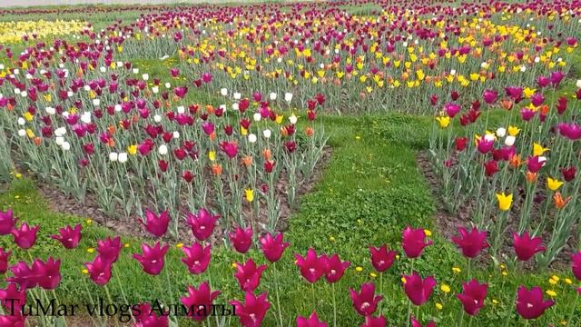 130. проспект Аль Фараби, Алматы . Тюльпановый рай ! смотреть онлайн