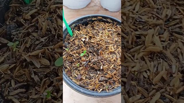 my US caladium florida roselight and some common varieties смотреть онлайн