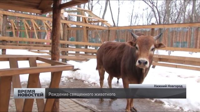 Священная корова родилась в зоопарке "Мадагаскар" в Нижнем Новгороде смотреть онлайн