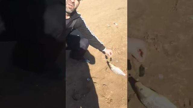 Рыбалка В Оренбурге Ловля Сазан Димитрово, смотреть онлайн