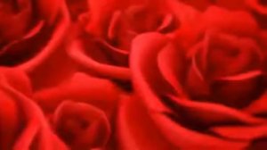 футаж красные розы