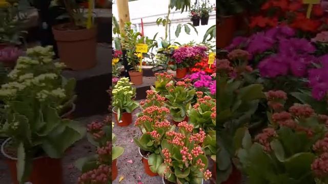 Цветочный магазин/ Какие цветы продаются/ Сколько стоят цветы в Испании? Часть 1 смотреть онлайн