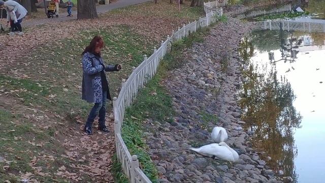 Лианозовский парк -лучшее место отдыха в СВАО г Москвы смотреть онлайн