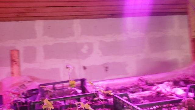 Работы с саженцами ежевики зимой. смотреть онлайн