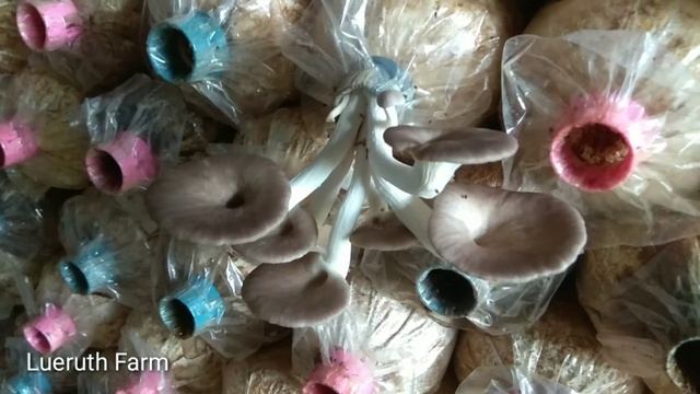 เห็ดนางฟ้าภูฐาน (Pleurotus Pulmonarius Mushroom)..เปิดดอกและเก็บเกี่ยว смотреть онлайн