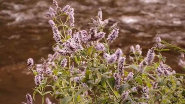 Горная мята. смотреть онлайн