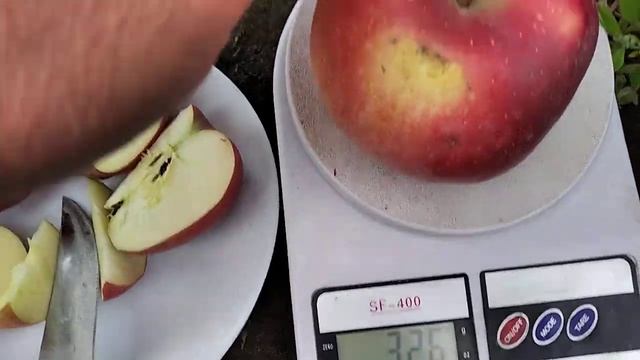 Яблуня Глостер . Врожай 2021. смотреть онлайн