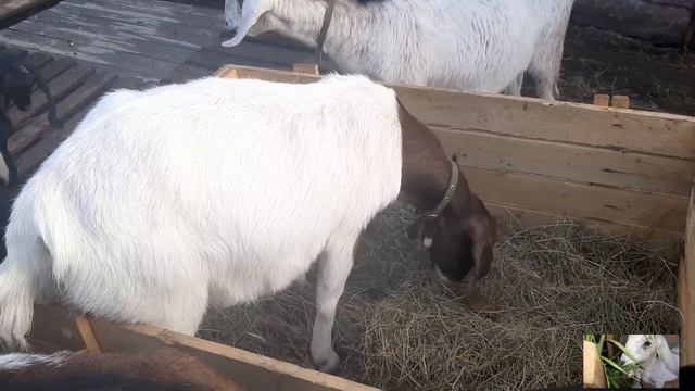 И всё таки мы съездили в ветлечебницу. смотреть онлайн