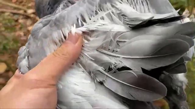 Daily delicacies p4 | Daily life | Survival life | Go fishing in the evening смотреть онлайн