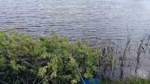 Рыбалка! Как поймать большого гальяна и приготовить его?