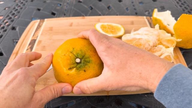 UGLI FRUIT ( Jamaican Tangelo ) TASTING And REVIEW / An Orange, A Grapefruit And A Tangerine