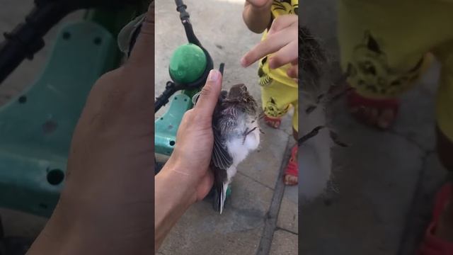 Little pigeon fell out of the nest. Маленький голубь выпал из гнезда #birds смотреть онлайн