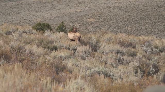 Idaho Archery Elk Hunt | THE ADVISORS: Wapiti