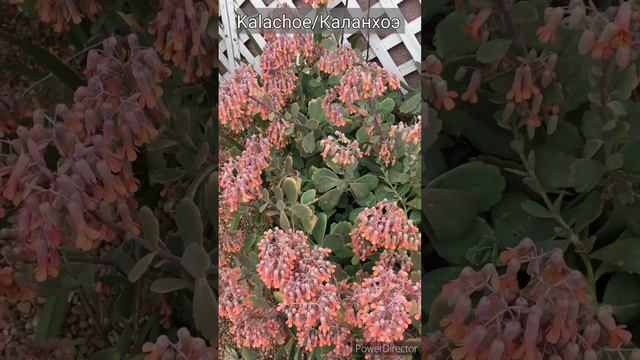 Каланхоэ Цветение #shorts #комнатныерастеня #каланхоэ #shortsvideo #plants #растения #короткиевидео смотреть онлайн