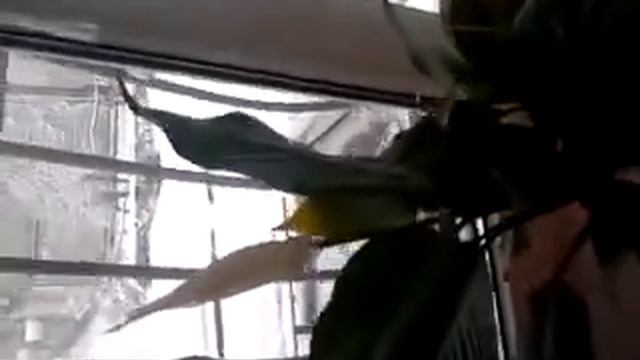 О цветах...И Ваша шея не заржавеет;) смотреть онлайн