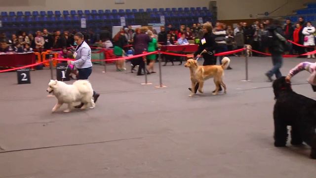 Сюжет Созвездие Снежных псов 25.01.2015 смотреть онлайн