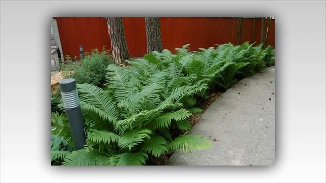 78 примера использования ПАПОРТНИКА в ландшафтном дизайне смотреть онлайн