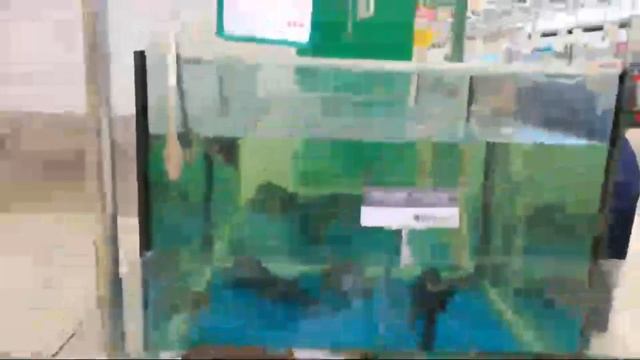 Когда снимаешь видео и звонят на вайбер или шлют смс. Почему его нужно удалять до сьемок видео! смотреть онлайн
