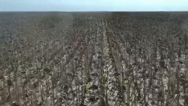 Сравниваем гибриды подсолнечника смотреть онлайн