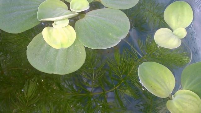 Улитка Мариза отложила икру! Ее потомство. Доминикана. смотреть онлайн