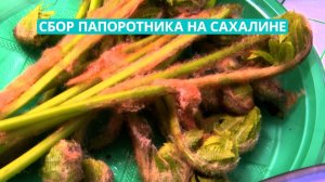 К сбору папоротника приступили на Сахалине