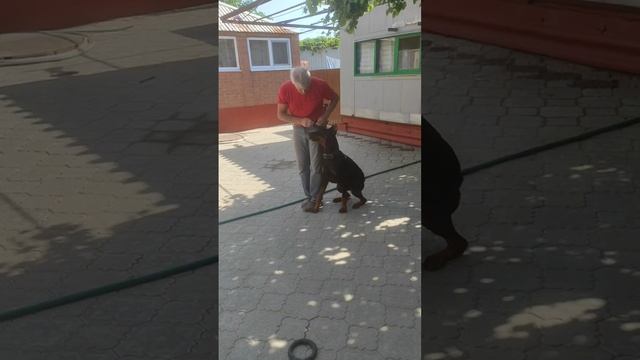 доберман Грант 1г3м обучение движению рядом