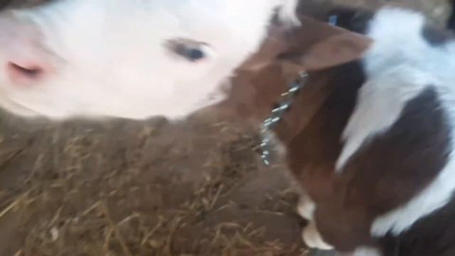 Содержание коров. Привязь. смотреть онлайн