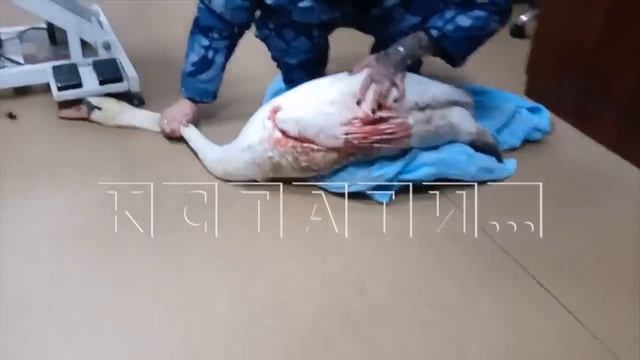 Замерзающего на льду лебедя, крыло которого перебили стальной проволокой, спасли волонтеры смотреть онлайн