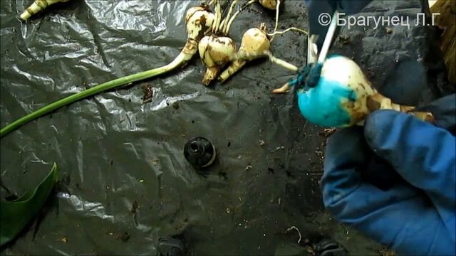 Уход и выращивание цветов и растений