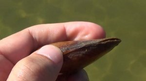 Мидия для пруда - чистящая ракушка в водоём! Перловица беззубка живой фильтр!