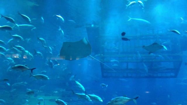 Гигантский аквариум в Dubai mall. ОАЭ. Дубаи. смотреть онлайн