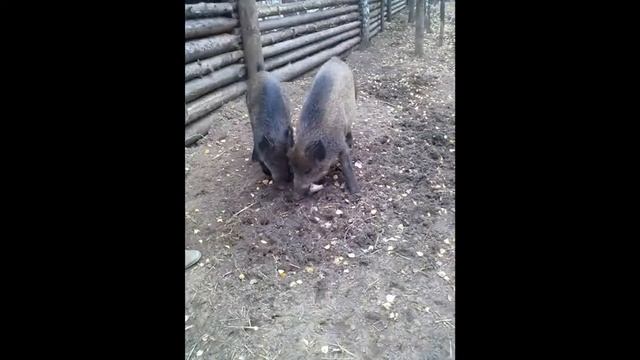 Домашние кабаны. Человек и природа. смотреть онлайн